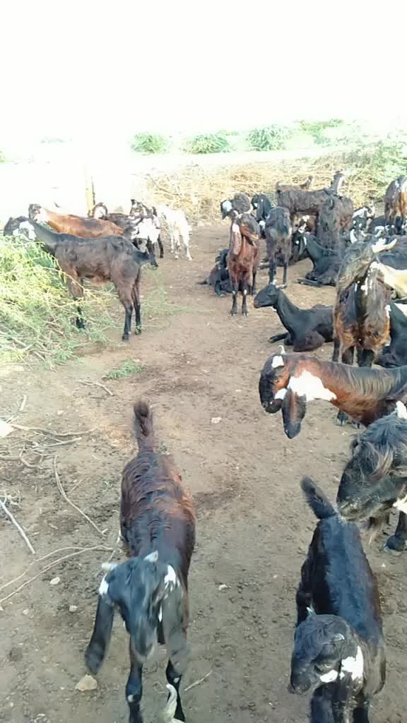 @SK___માલધારી