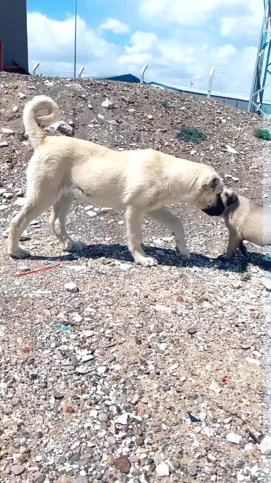 @İnan Özdoğan