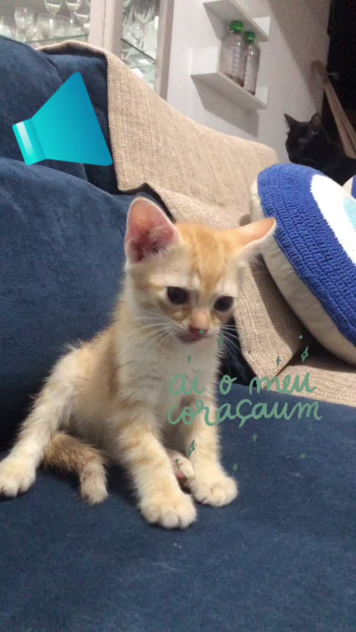 @🐱Cats🐱