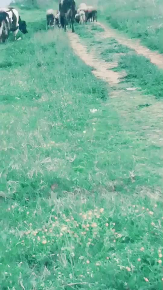@Gacha_joori_____sass