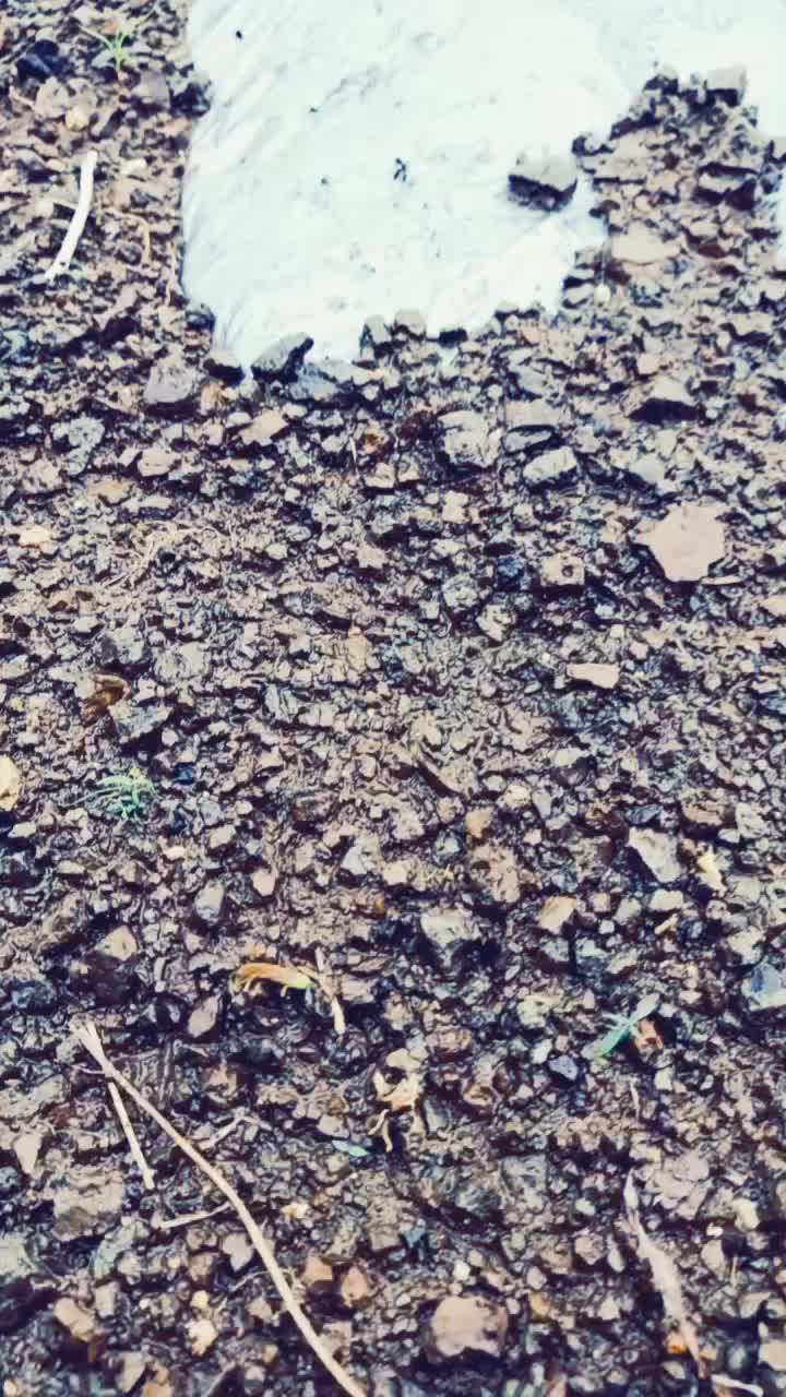@राजेसाहेबदादा कापसेप