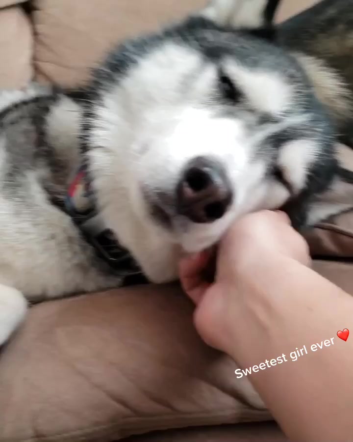 @coloradohuskies