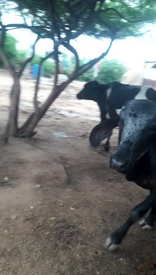 @રાજા મેલડી વાળા