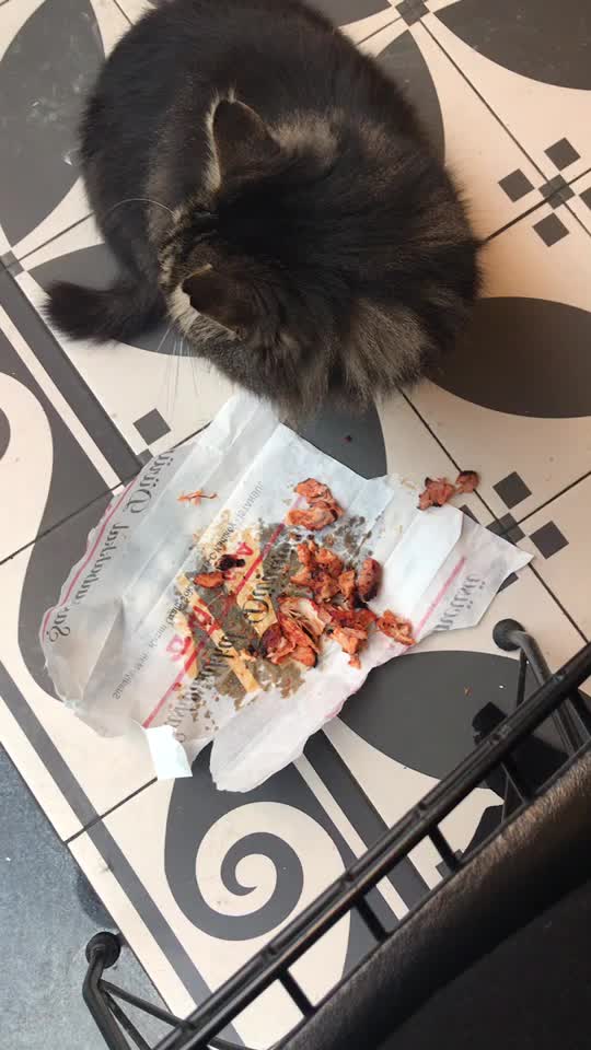 @Kedidir kedi♥️