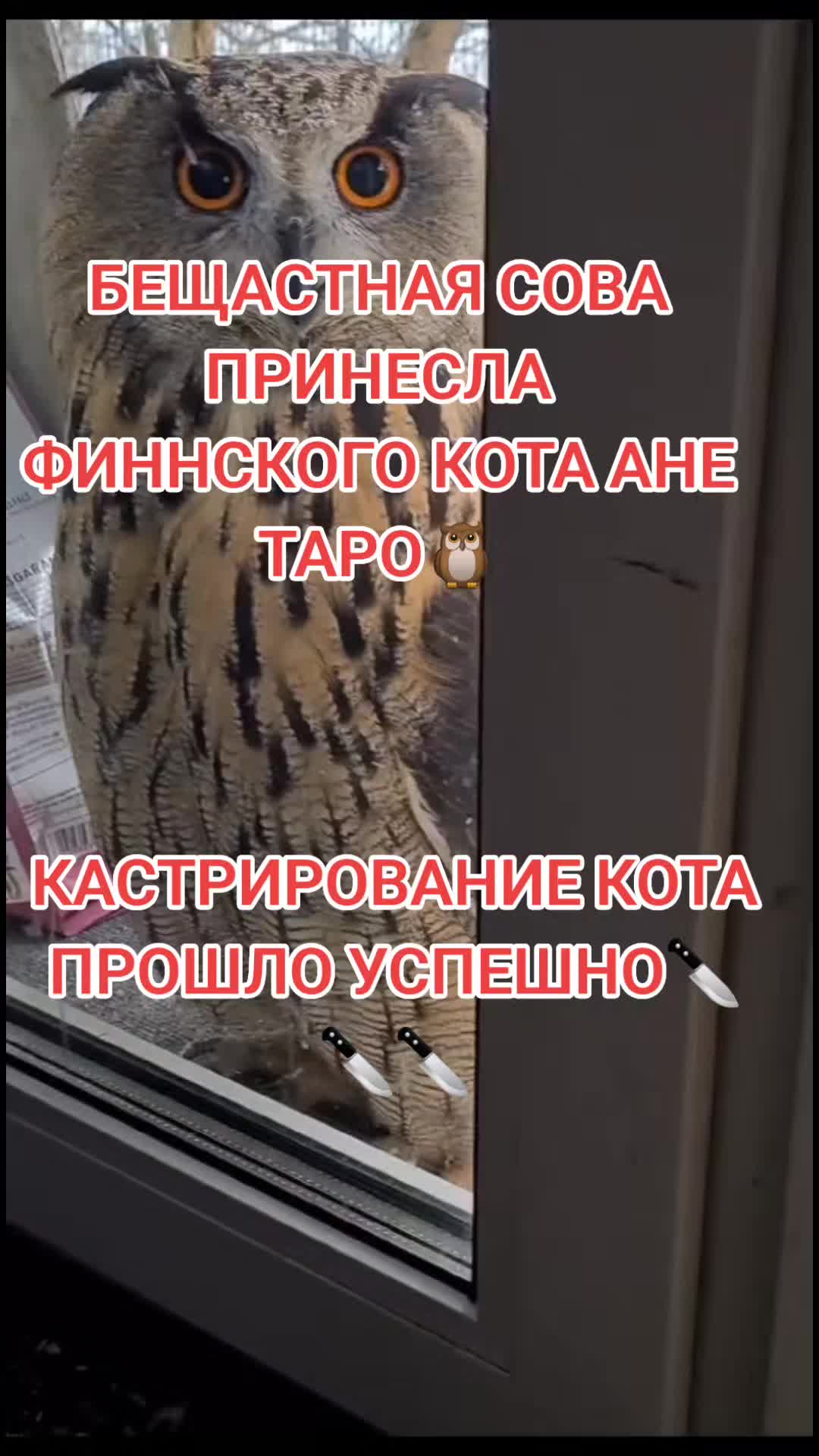 @носфератыч