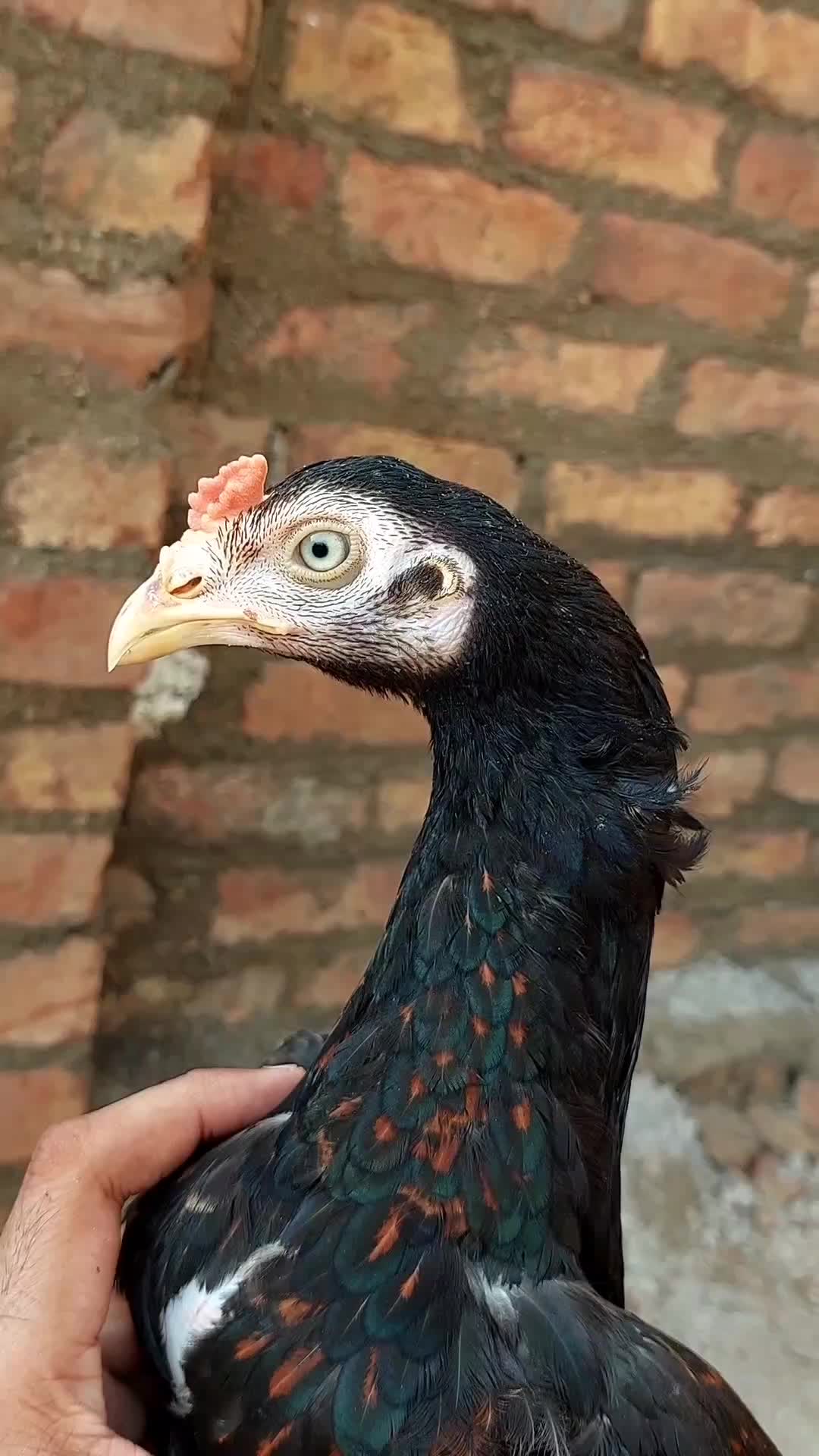 @memonaseel