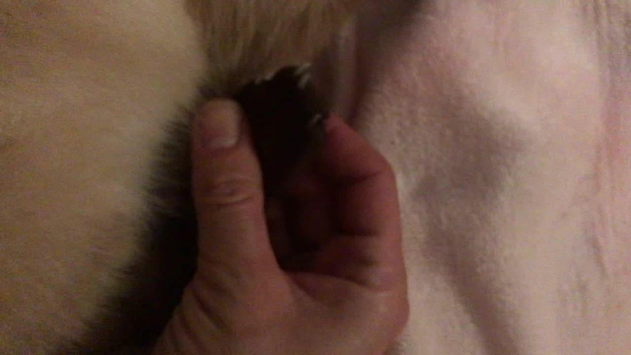 @Mirella ASMR