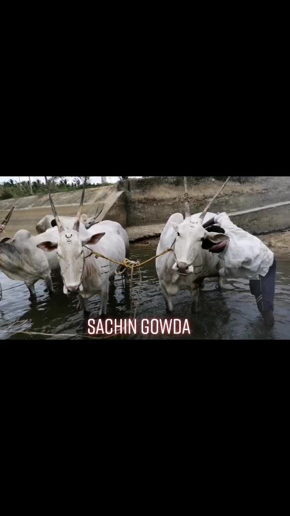 @🐂Sachin8453847757🐂