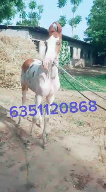@Sandhi Javedali