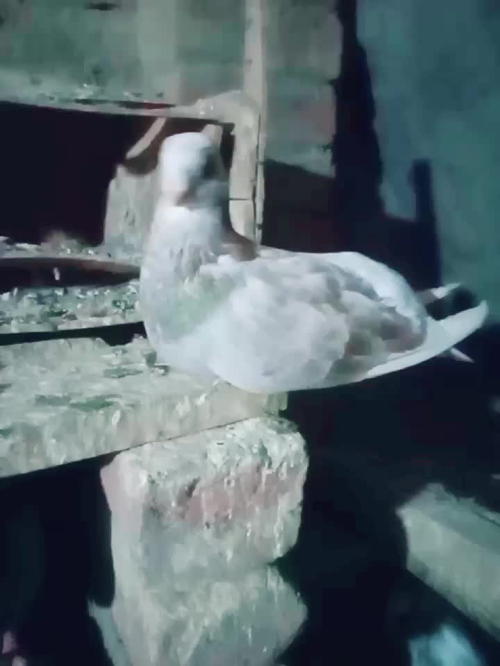 @Mir Ali