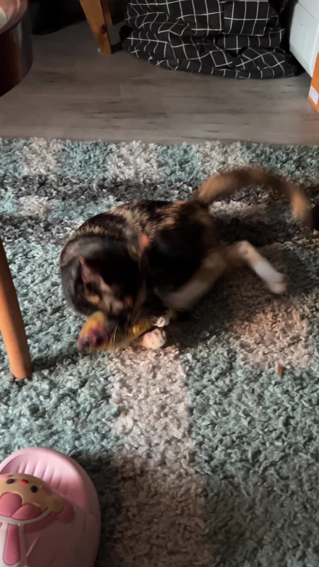 @kiki 🐈&zwj;⬛