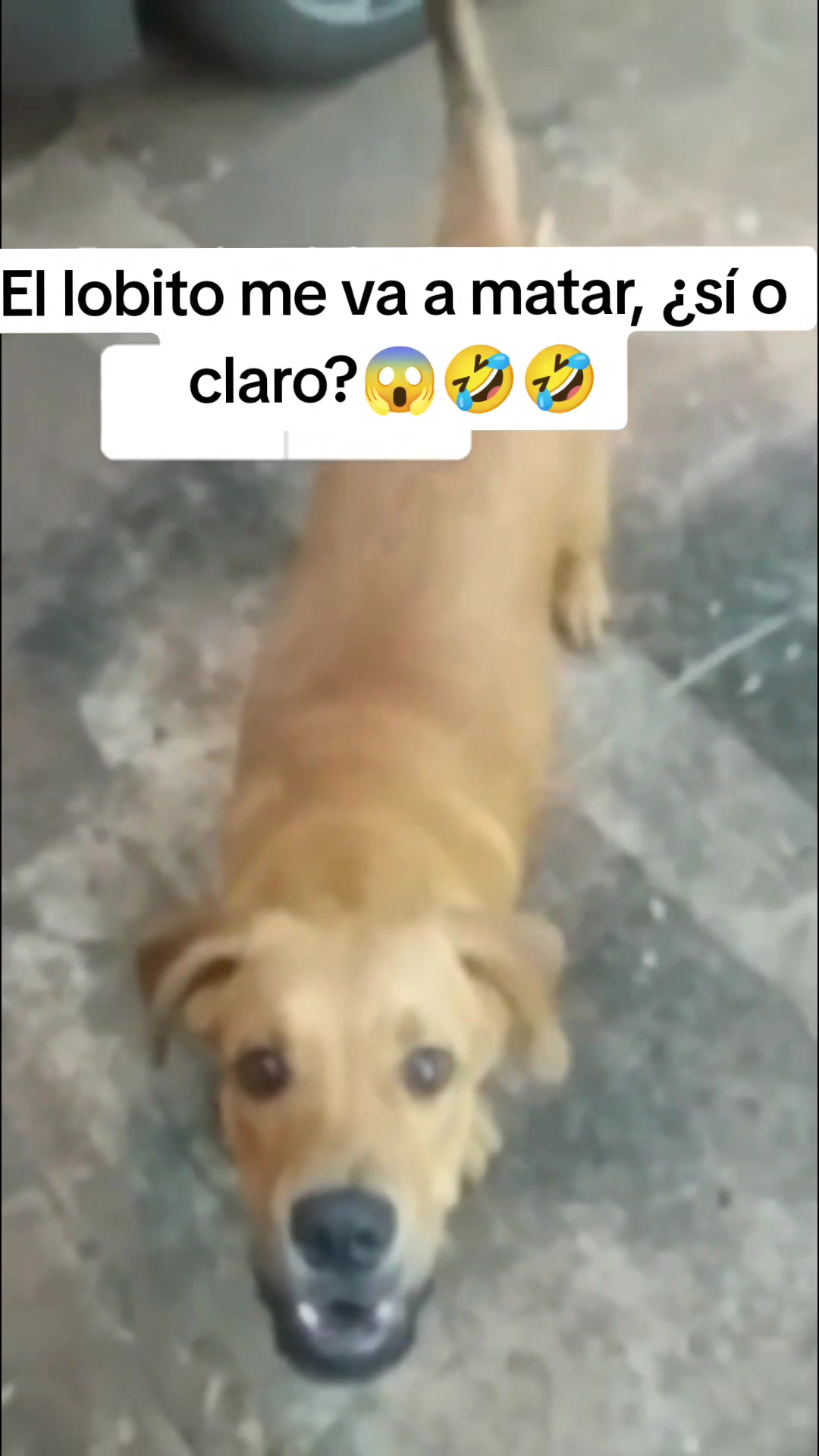 @AventurasAnimales