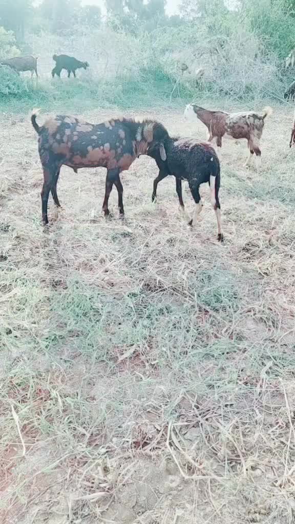 @अरविंद राम देवासी