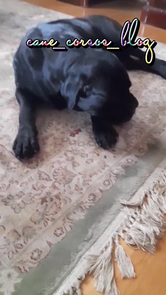 @🐶Dog_tik_tok🐶