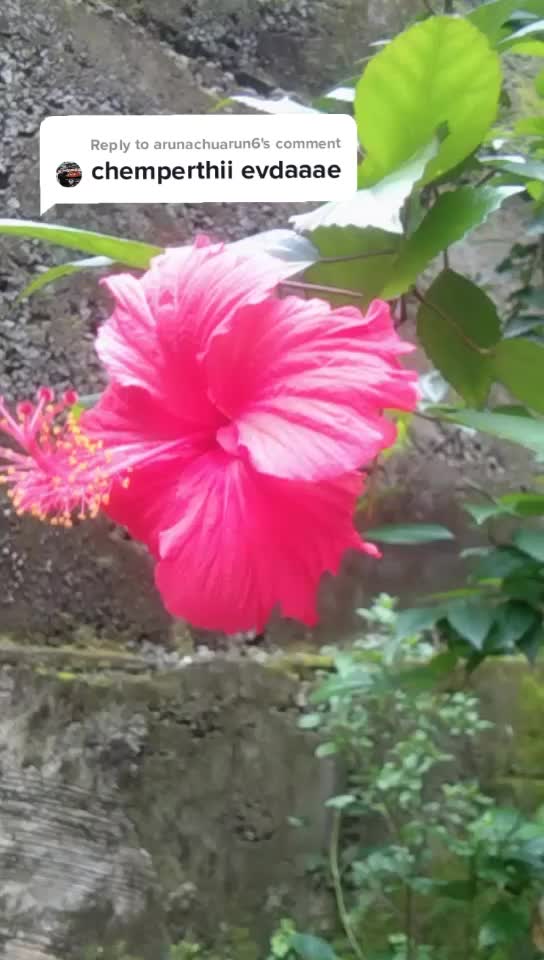 @parvathy jayan lechu