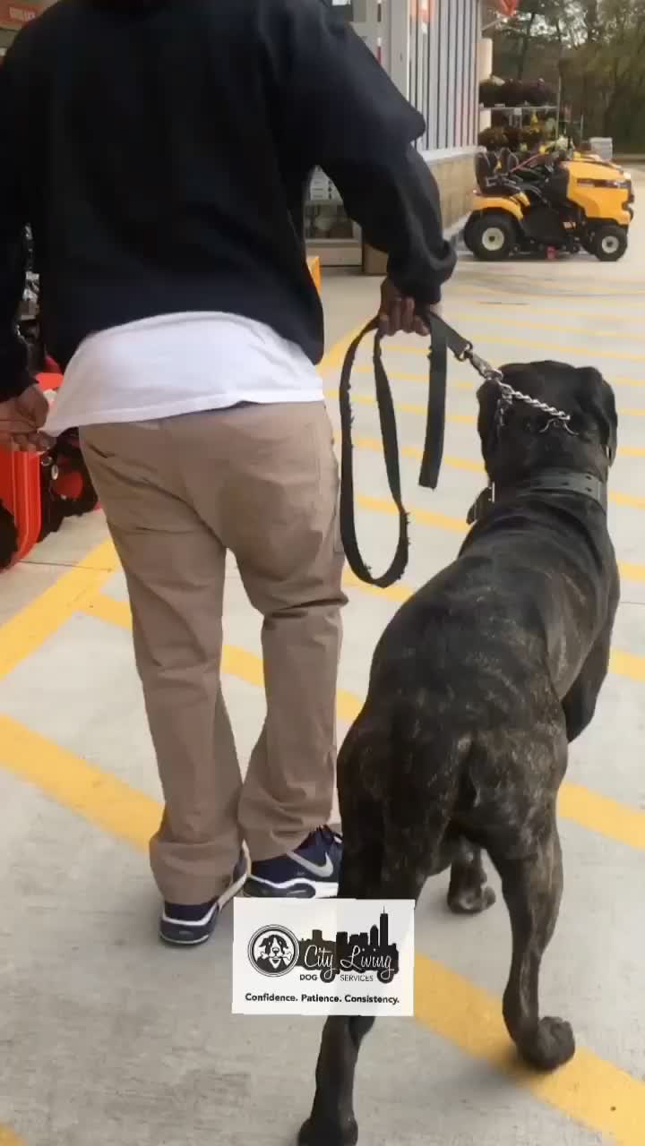 @citylivingdog