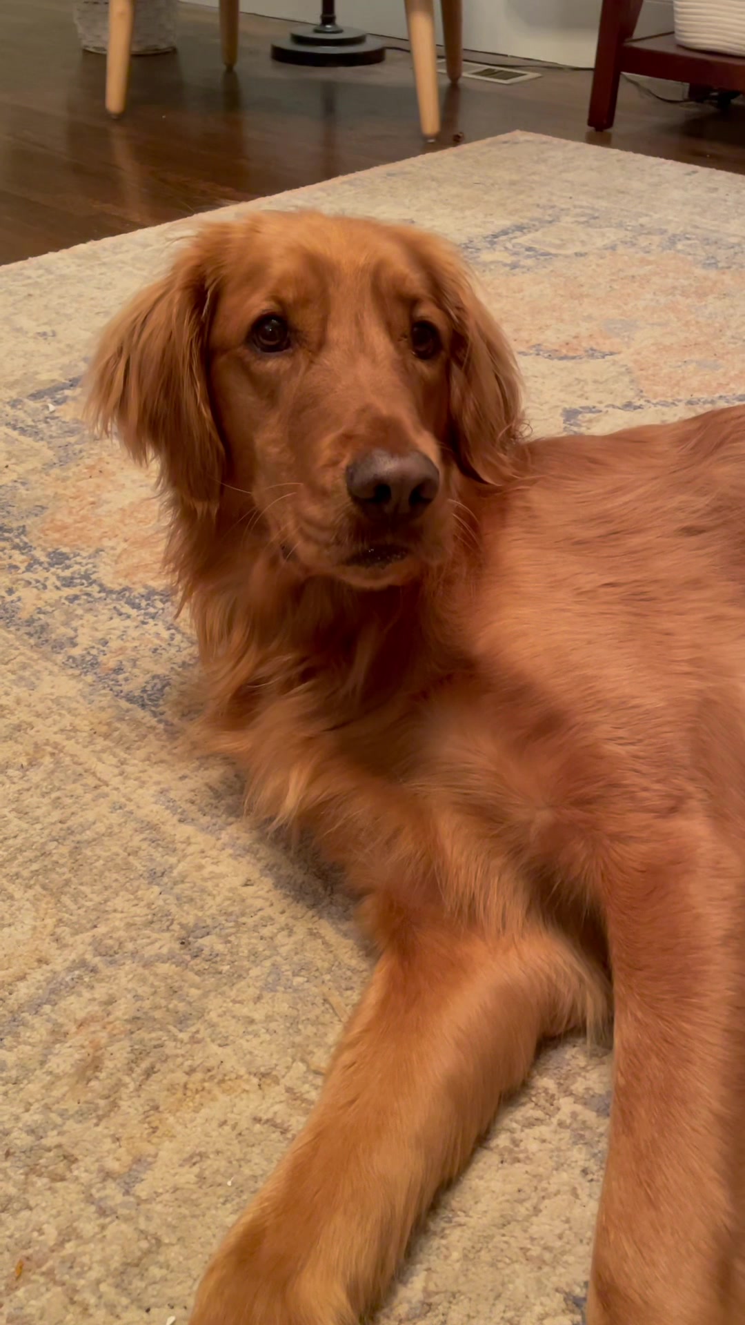 @Koda the Golden