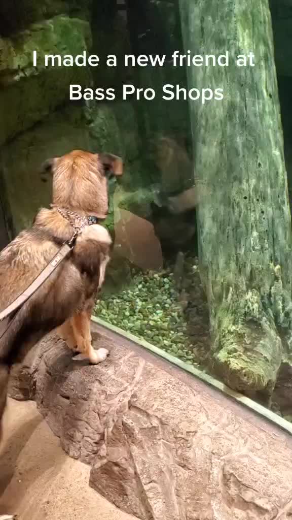 @joeytherescue