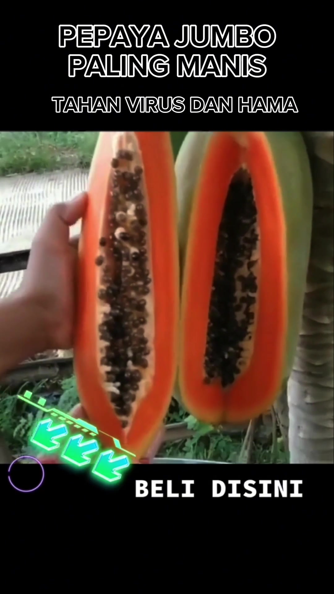 @hanifarm