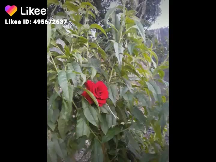 @pahadi bula