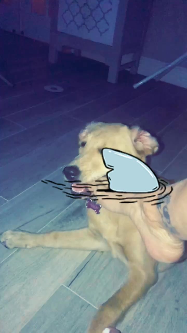 @Xena the dog