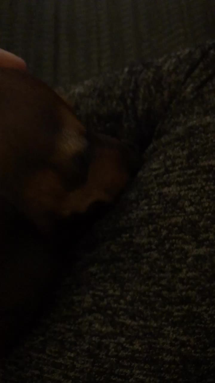 @Baby doxie