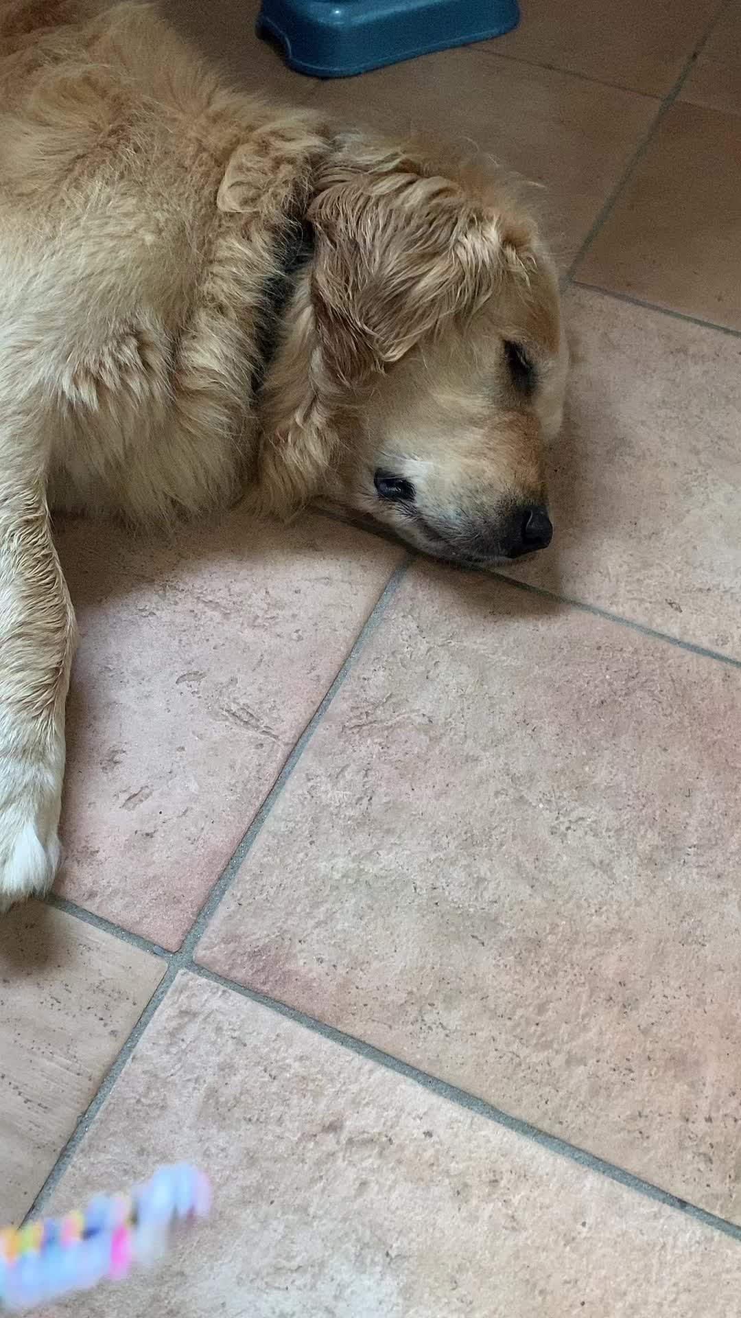 @🐶PENNY🐶