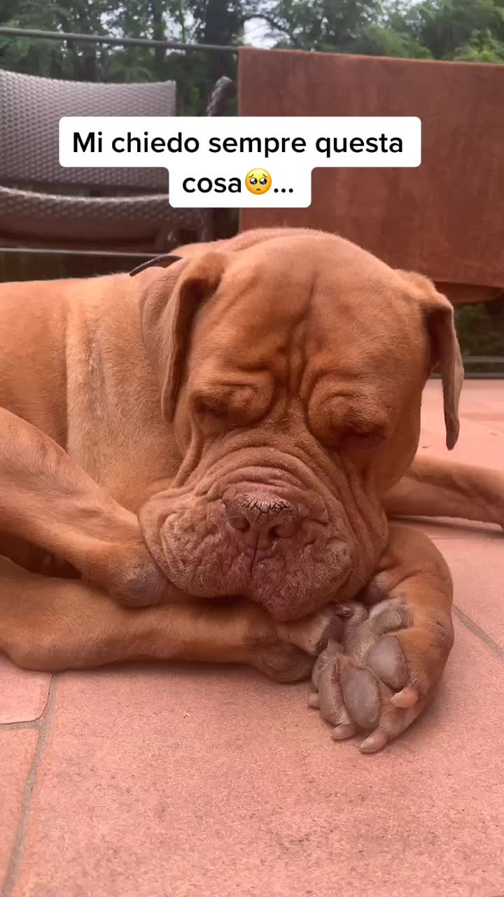 @sonorosy🐶