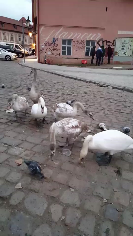 @Birdygetlost