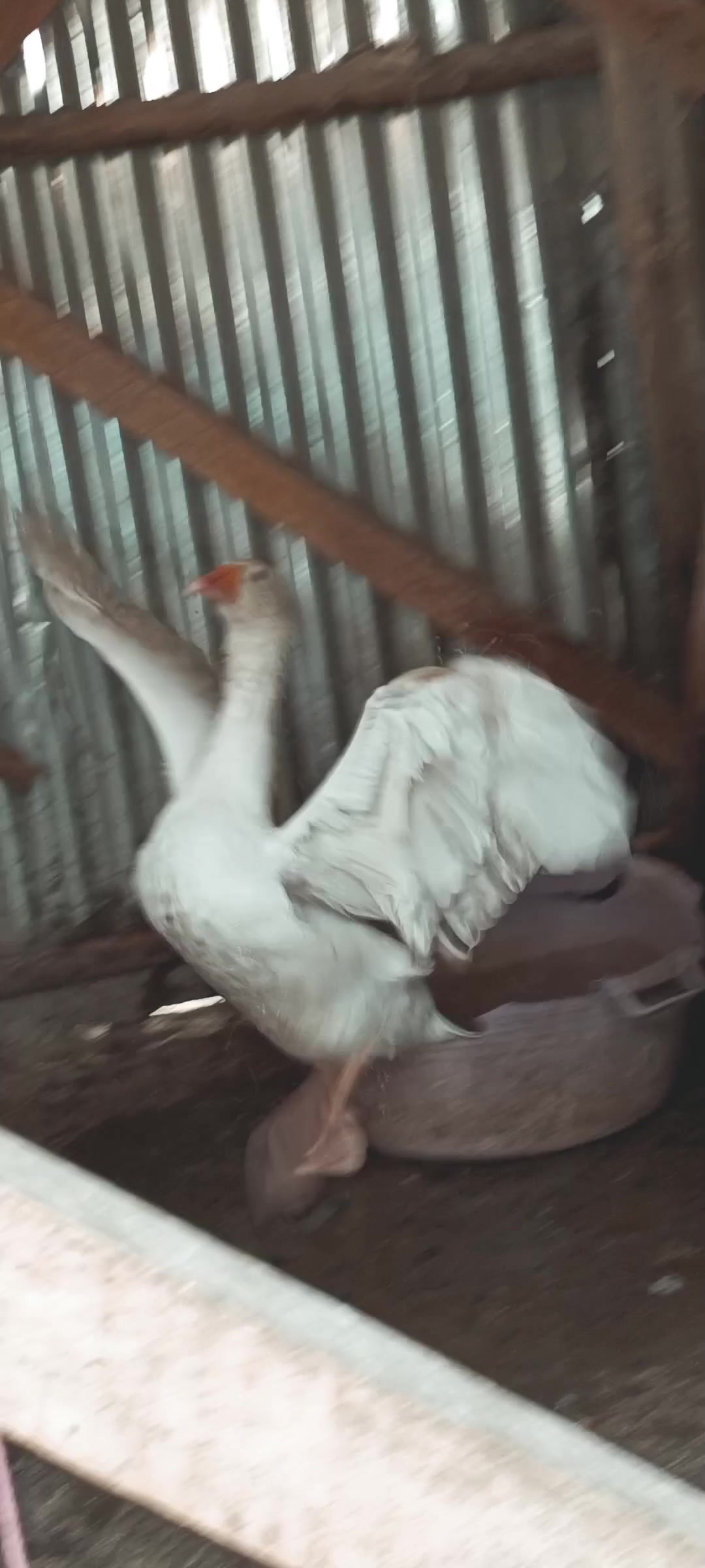 @Poultry in motion
