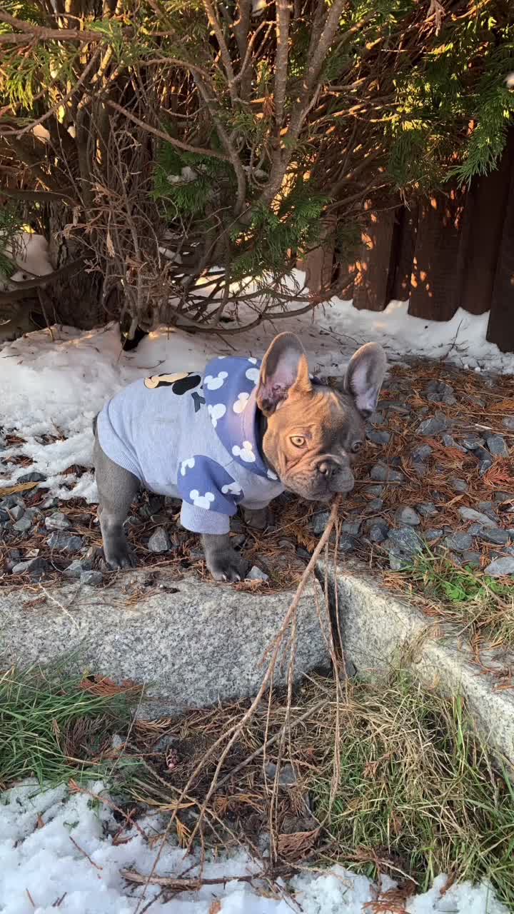 @Cookie 🍪 French Bulldog 🦴