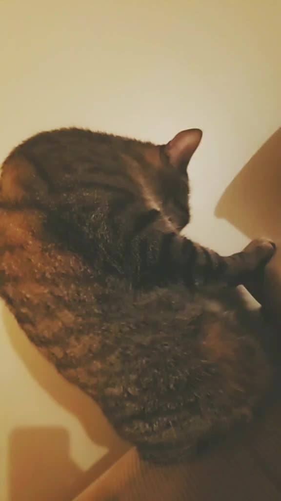 @CrazyCatLady