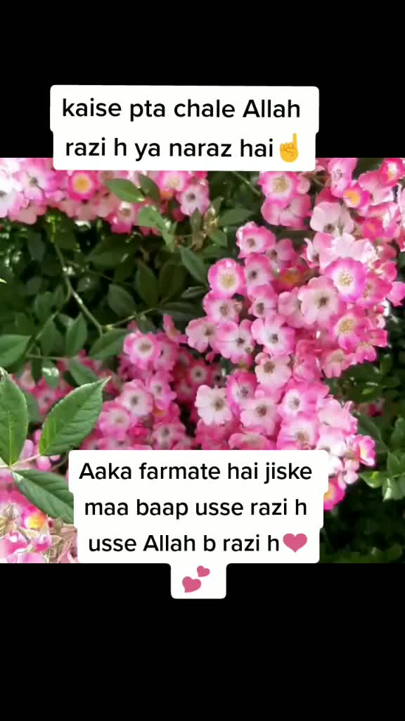 @tayyaba💕