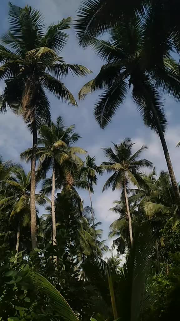 @anchu_anas