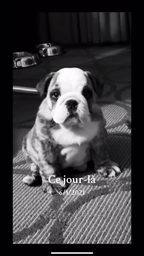 @Pedrobulldog