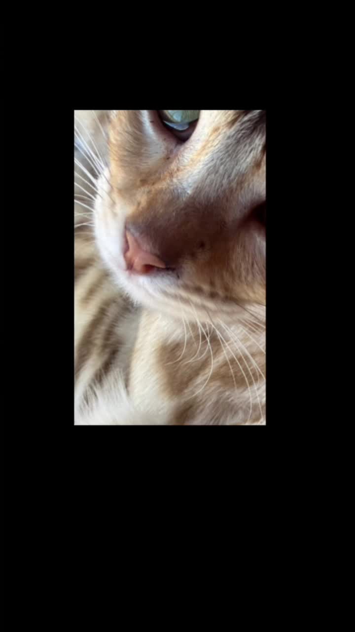 @wonderspotsbengals