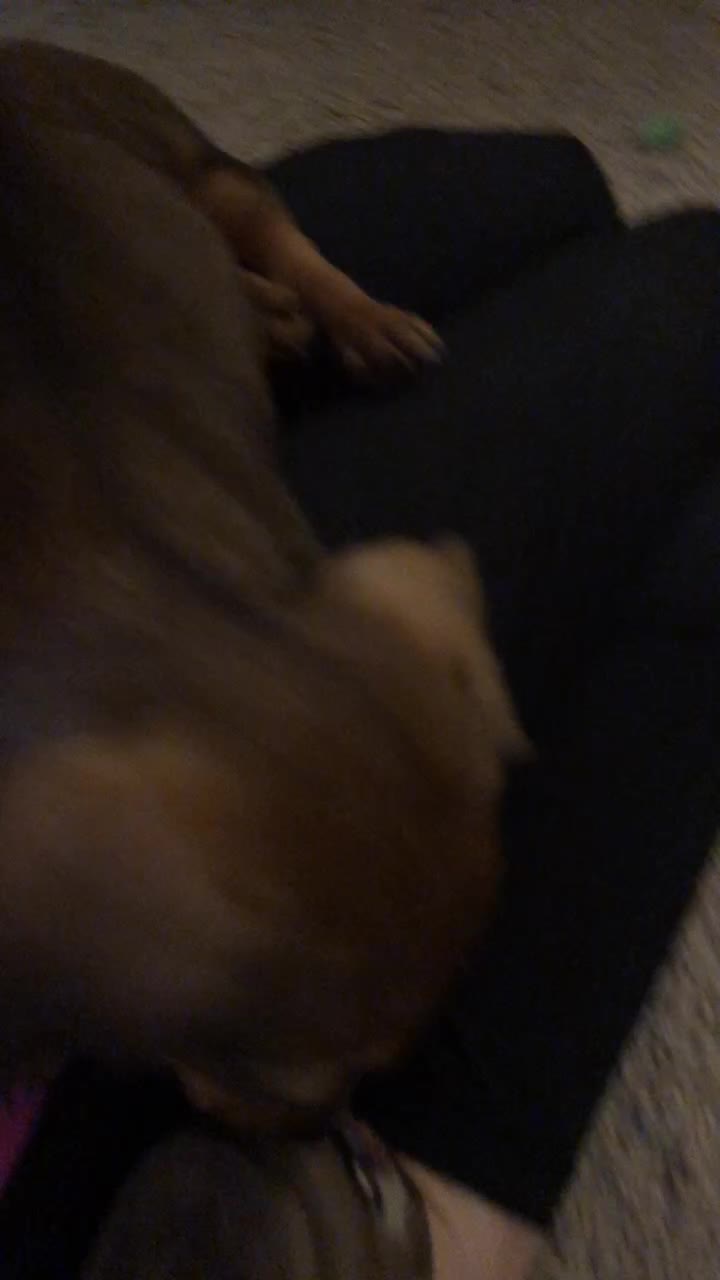 @Baby doxie
