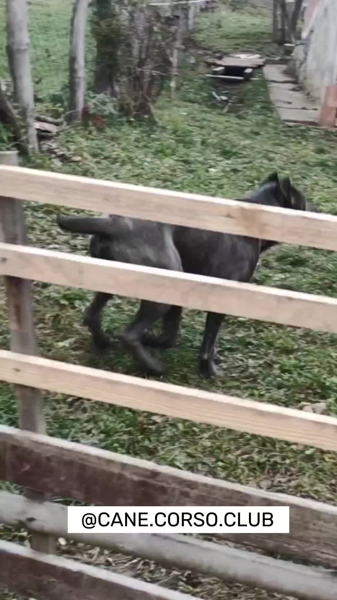 @CANE CORSO CLUB