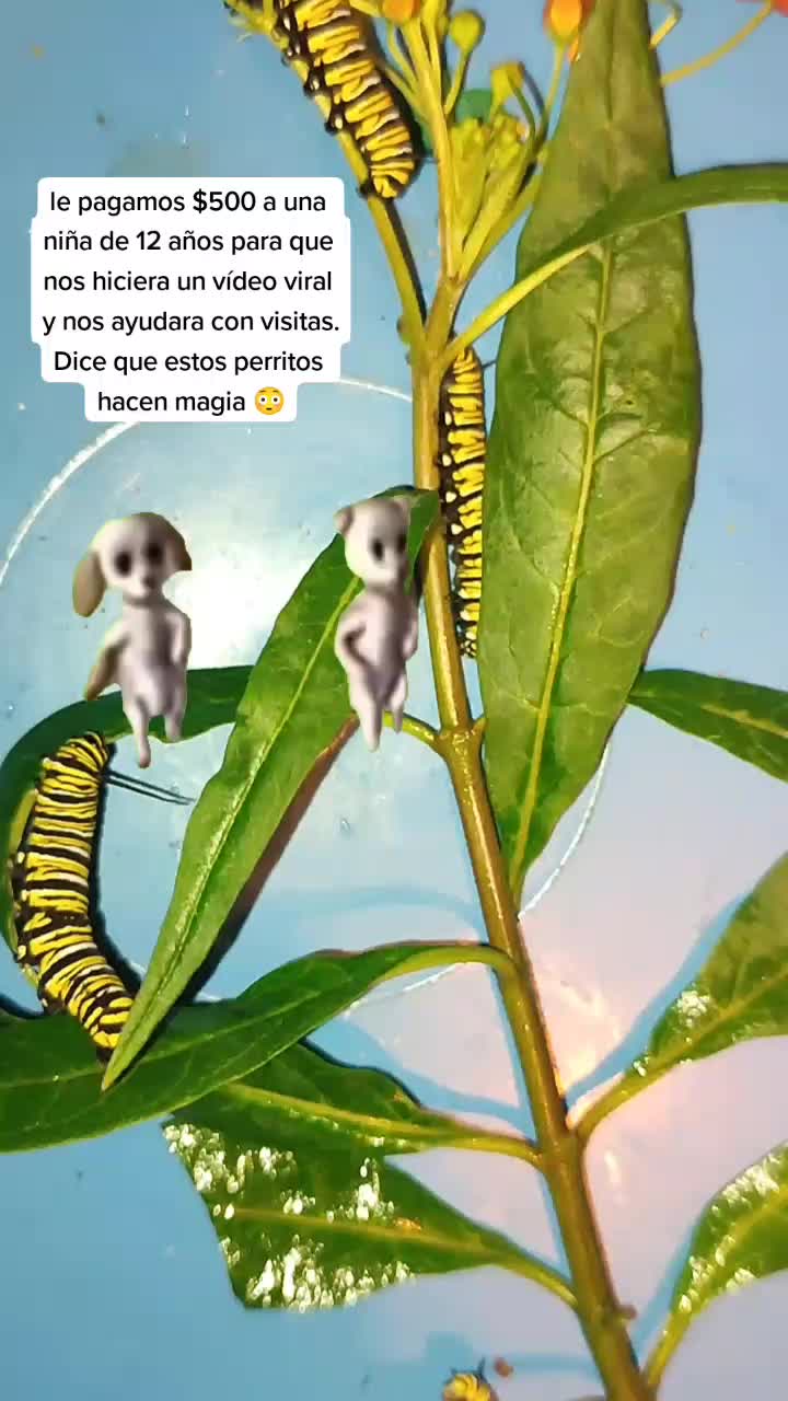 @Mariposas_EddVi