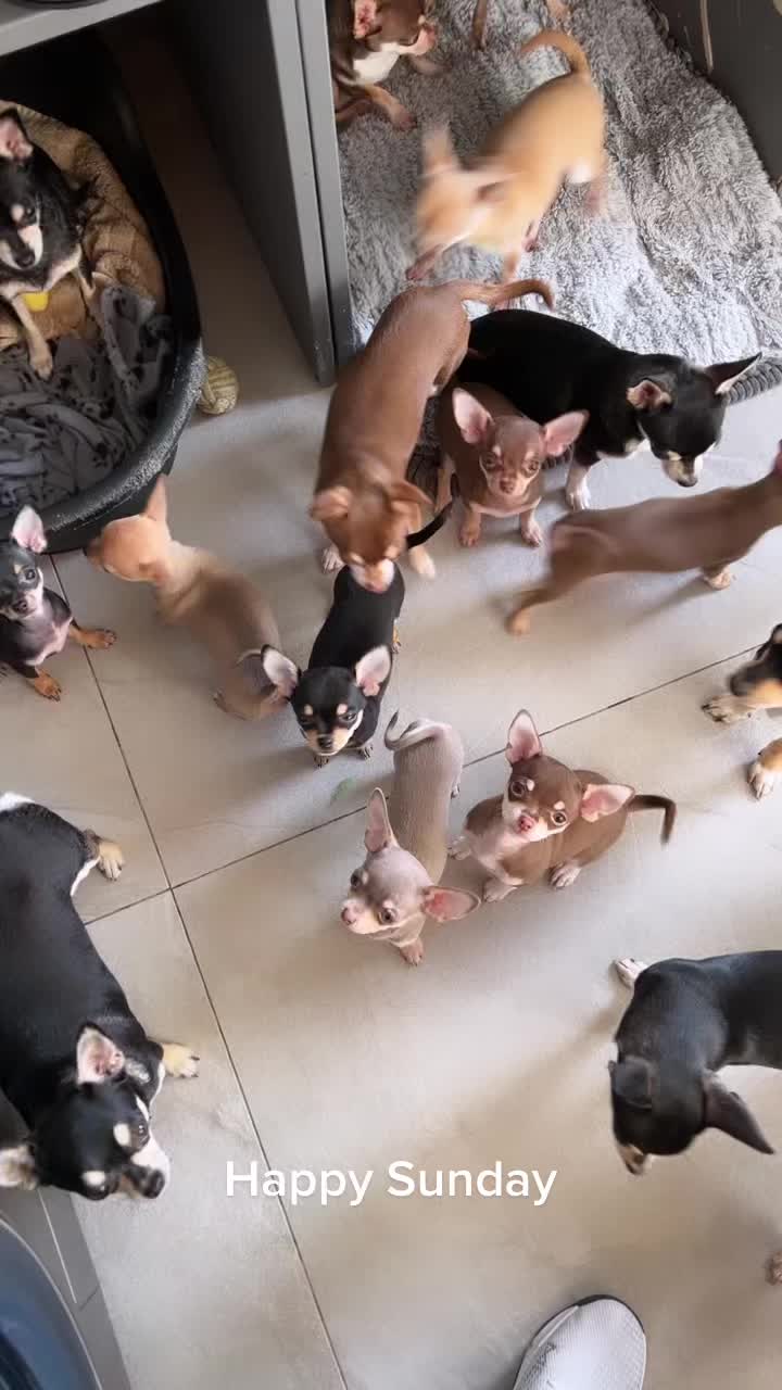 @Suffolk Chihuahuas
