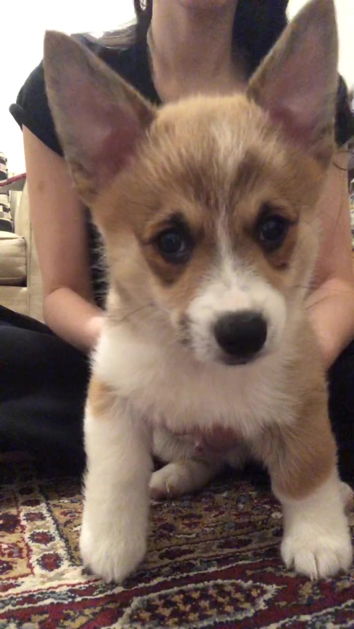 @Ollie The Corgi