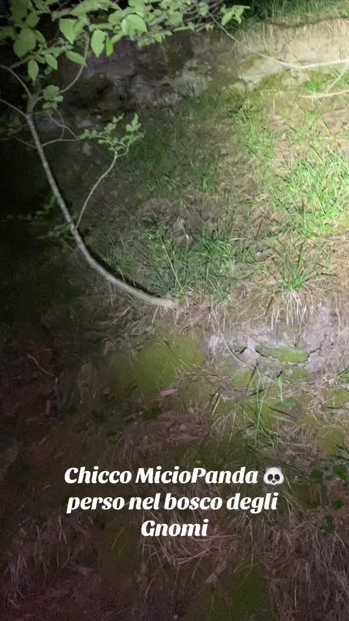 @Micio Panda 🐼