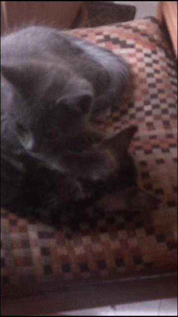 @CookieCats
