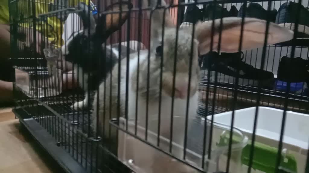 @Manju Antony
