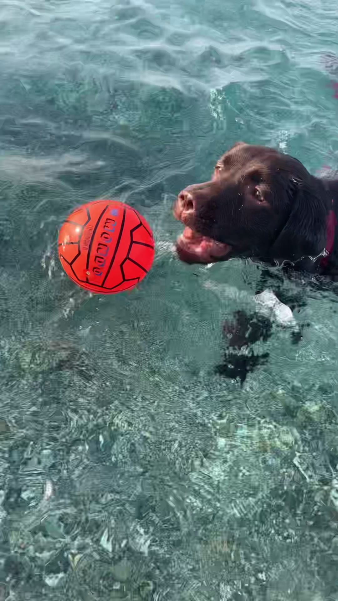 @joy_thechocolatelab
