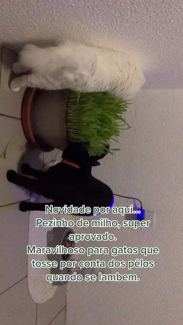 @🐱Cats🐱