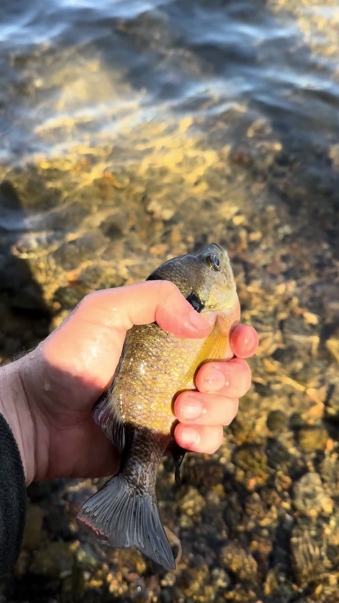 @The Fishly