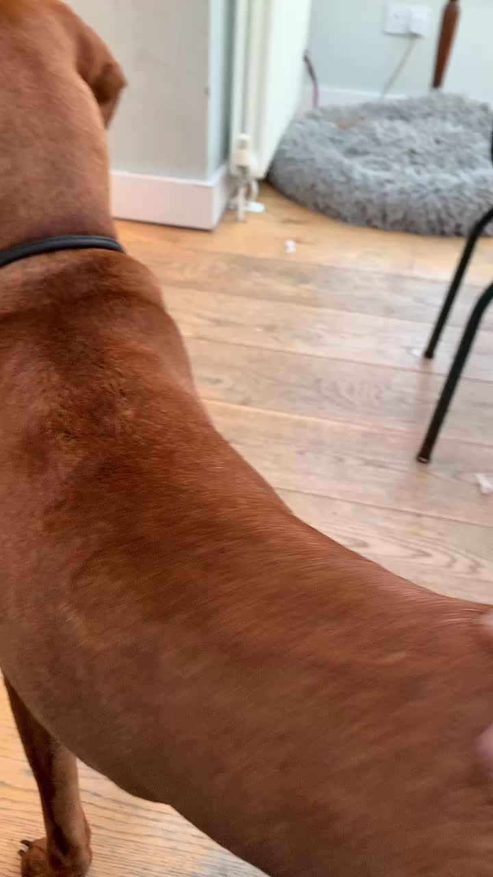 @Just that adorable pup
