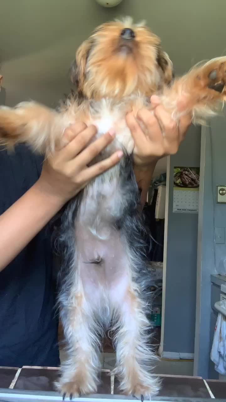 @tedtheyorkie