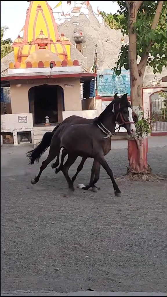 @Pranav_mesvaniya